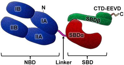 Involvement of heat shock proteins HSP70 in the mechanisms of endogenous neuroprotection: the prospect of using HSP70 modulators